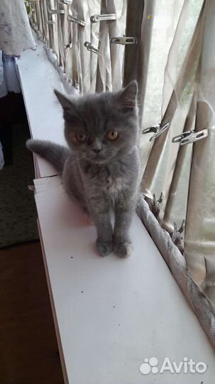 Персидская кошка