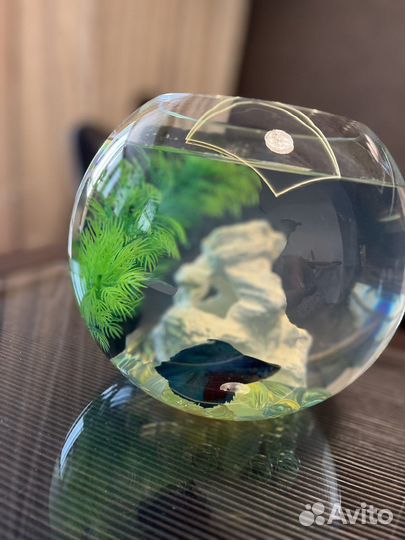 Аквариум с рыбками