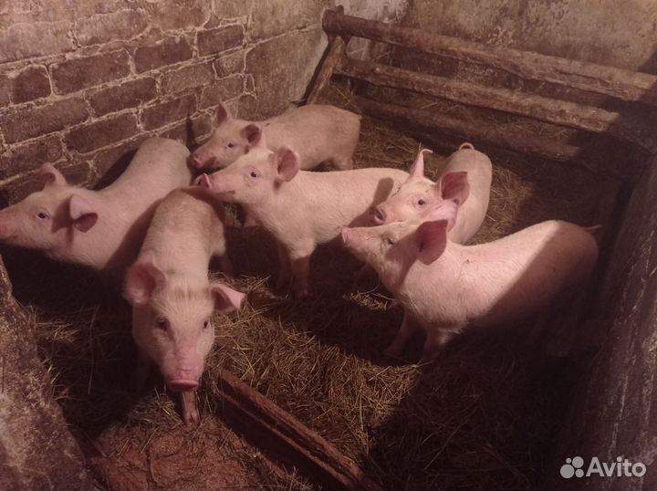 Поросята