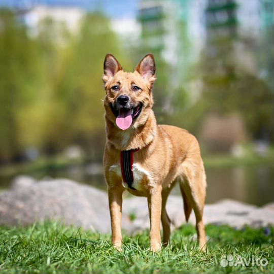 Отдам рыжую Собаку Валюху в дар