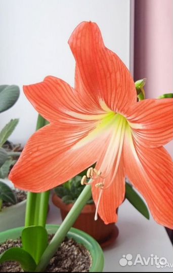 Гиппеаструм