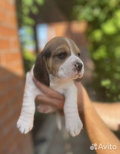 Щенки Бигль