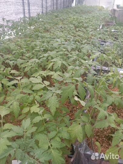 Рассада томатов, перцев, баклажан