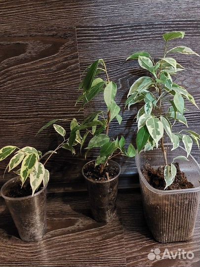 Фикус бенджамина пестролистные