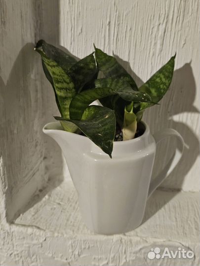 Сансевиерия Ханни Грин. Композиция в молочнике