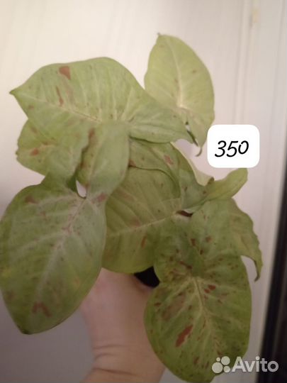 Сингониум милк конфети