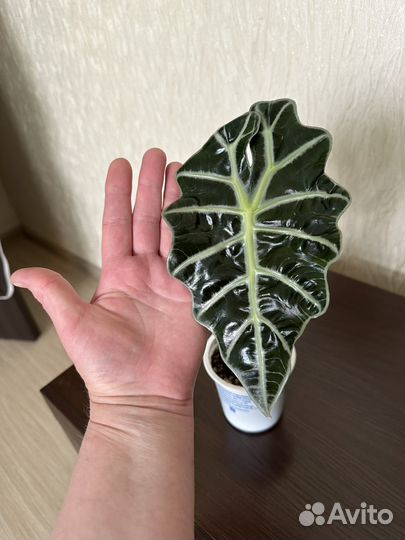 Алоказия Полли, Принцесса Юкатан