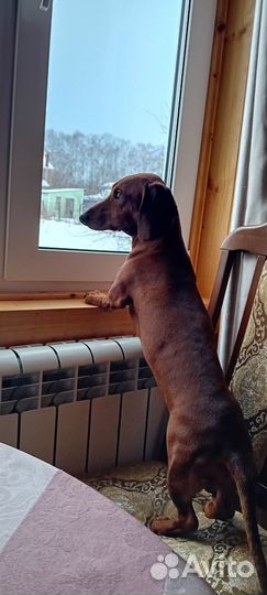 Такса для вязки