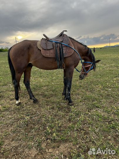 Жеребец высокий