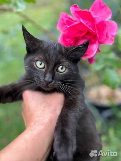 Котенок в добрые руки