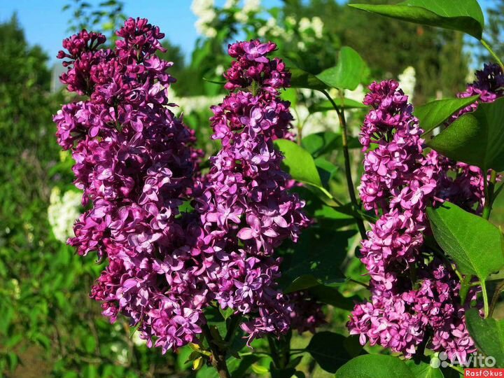 Саженцы сирени разных сортов