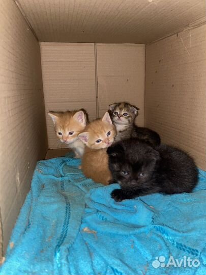 Котята в добрые руки