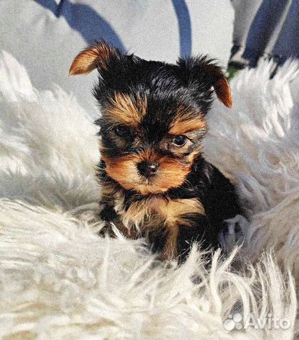 Авито красноярск йоркширские терьеры. Йорки магазин. Авито красноярск йоркширские терьеры. Авито красноярск йоркширские терьеры. Йоркширский терьер красноярск.