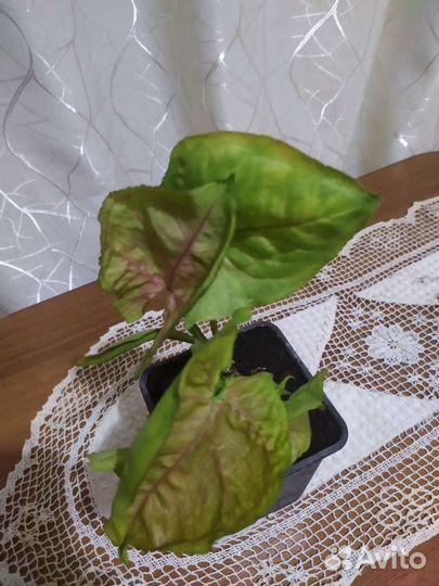 Сингониум Rasamee Nag