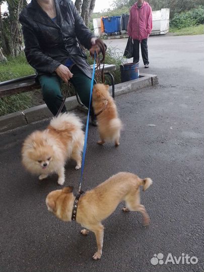 Собака