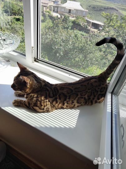 Бенгалы кот и кошка