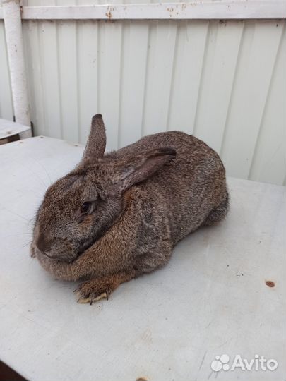 Кролики, клетки