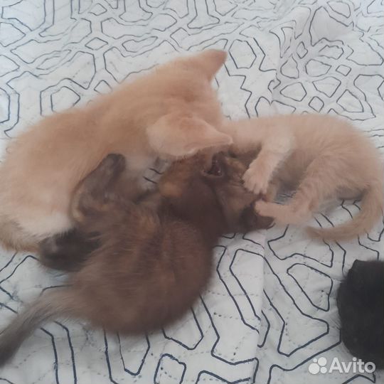 Котята в добрые руки