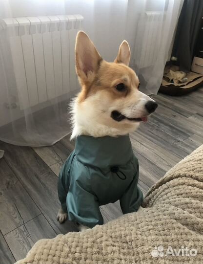 Комбинезон весенний/осенний для корги