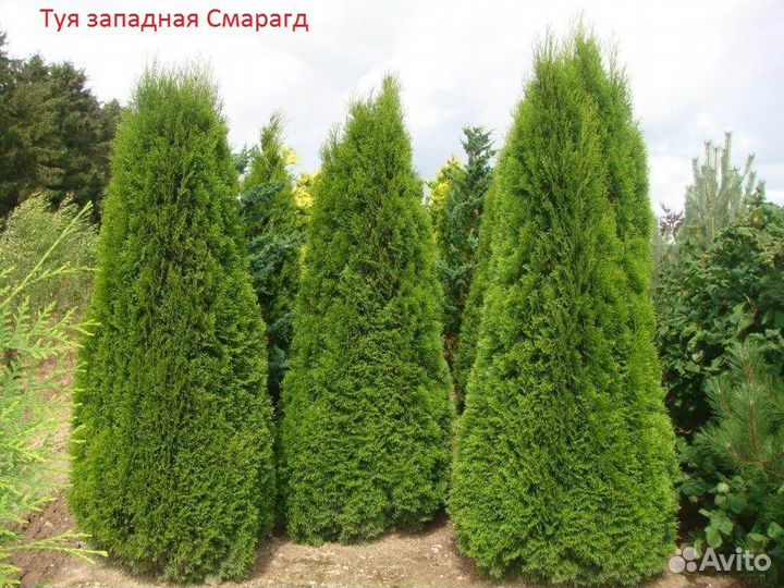 Саженцы Туи западной