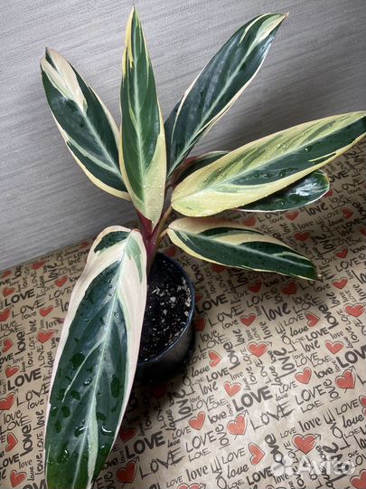 Хойя,строманта,эпипренум,Лудизия,аспарагус