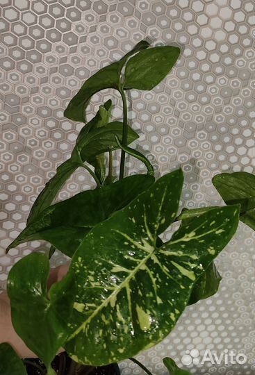 Сингониум панда, империал вайт, Венейшен