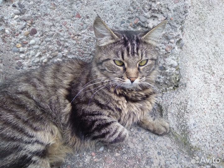 Кошка(ж.р) дворняга ищет нового хозяина