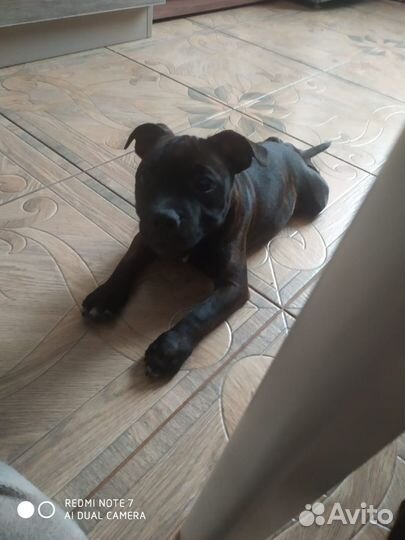 Щенки Английский стаффордширский бультерьер