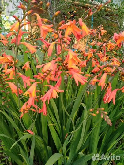 Монтбреция (японский гладиолус)