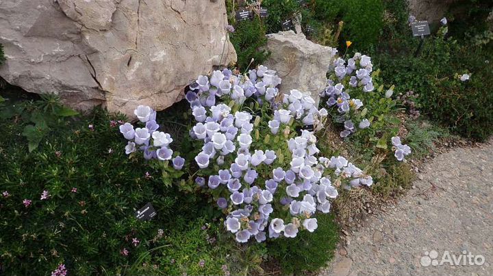 Колокольчик согнутый