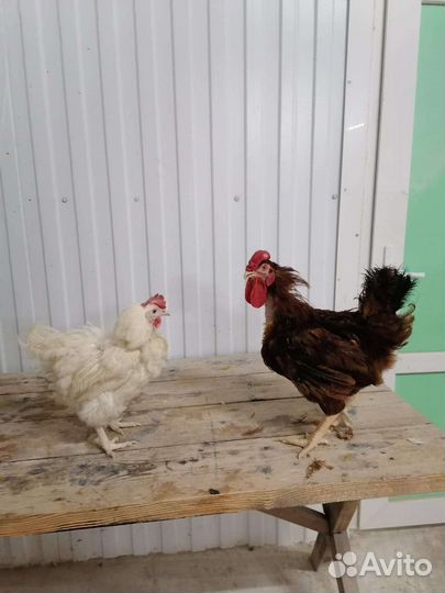 Доминант 1 год