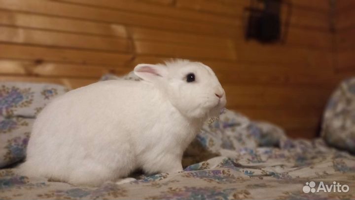 Декоративный кролик с большой клеткой