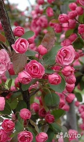 Саженцы яблони Скарлет