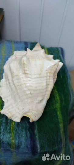 Большая морская раковина