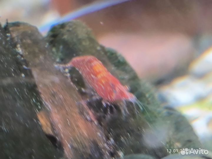 Аквариумные креветки