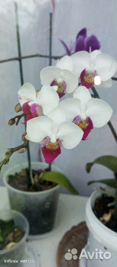 Орхидея миди