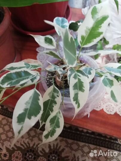 Амазонская лилия,шефлера,хлорофитум кудрявый