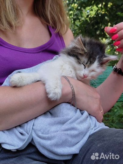 Кошка