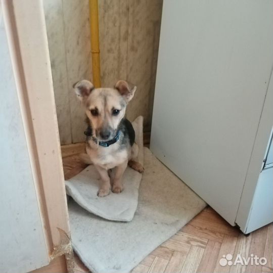 Маленькая собака в добрые руки