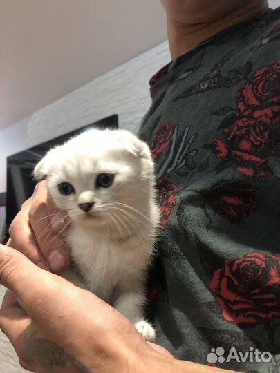 Шотландский кот вязка