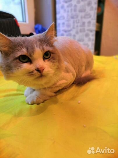 Стрижка котов и кошек. Выезд