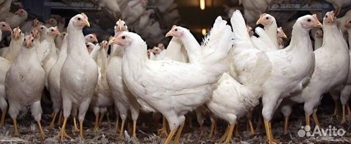 Куры молодки несушки