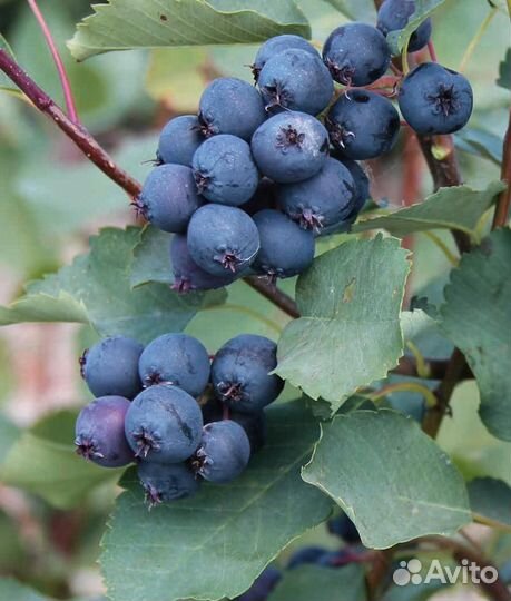 Саженцы ирга Тиссен