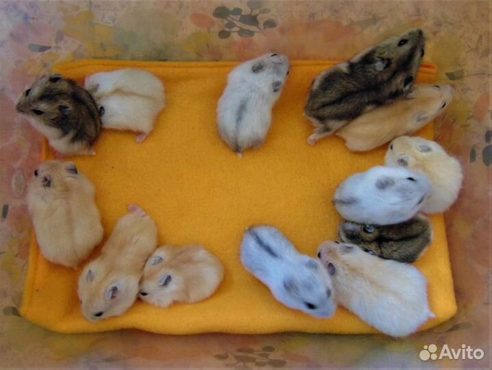 Джунгарские хомяки - питомник, новые клетки, корм