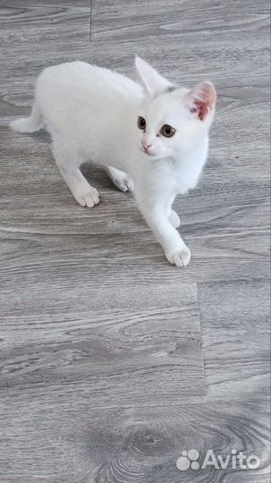 Котенок в добрые руки