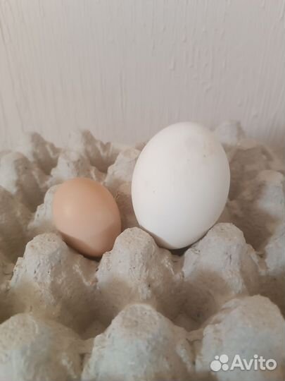 Яйца гусиные и куриные на инкубацию