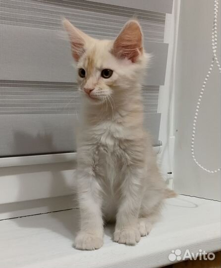 Котята мейн-кун