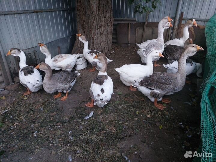 Холмогорские гуси Челябинск