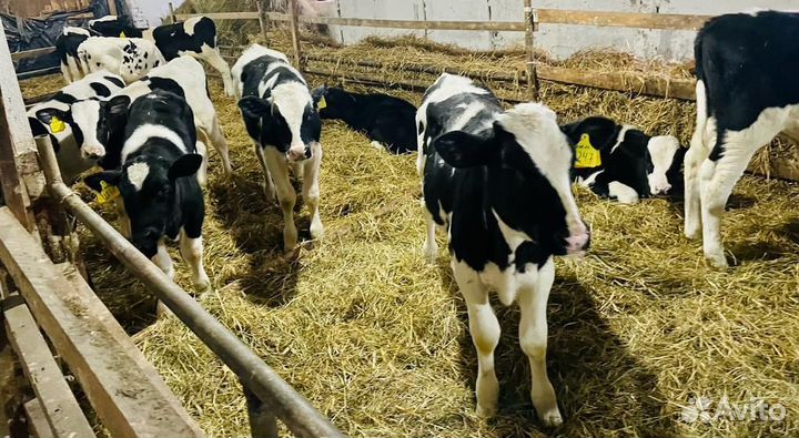 Телята доставка