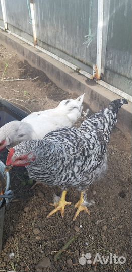 Молодые петушки